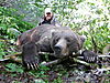 Brown_Bear_Hunt_2009_066.jpg