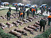 Cull_hunt_Hohenfels_2008.JPG