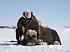 Musk-Ox_MWM.jpg