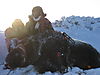 Musk_Ox_Shishmaref_AK_2010_024.jpg