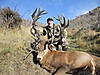 Stag.jpg