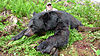 black-bear-hunt1.jpg