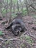 boar-hunting-romania-3.jpeg