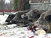 boar-hunting-romania-4.jpeg