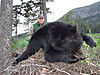hunt_-black-bear.jpg