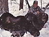 hunting-brown-bear.jpg