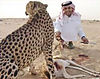hunting-cheetah-uae.jpg