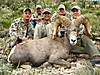 hunting-desert-bighorn-sheep-10.jpg