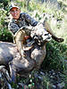 hunting-desert-bighorn-sheep-11.jpg