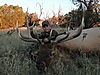 hunting-elk-new-mexico-1.jpeg