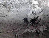 hunting-panther-01.jpg