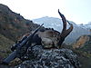 hunting-spanish-ibex.jpeg