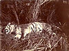 hunting-tiger-06.jpg