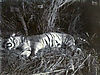 hunting-tiger-nepal.jpg