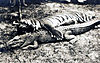 tiger-croc.jpg