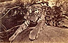 tiger-hunt4.jpg