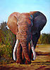 Kambaku-Elephant1.jpg