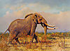 Shawu-Elephant1.jpg