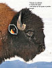 bison_head_target_.jpg