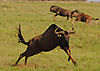 bowhunting-wildebeest.jpeg