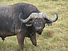 cape-buffalo5.jpg