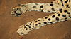 cheetah-front-paws-01.JPG