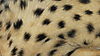 cheetah-fur-02.JPG