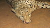 cheetah-head-03.JPG