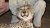 cheetah-head-07.JPG