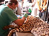 cheetah_conservation_fund_04.jpg