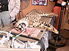 cheetah_conservation_fund_06.jpg