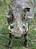 common-warthog-ph-africanus.jpg