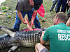 croc-attack-7.jpg