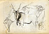 derby-eland-hunting1.jpg