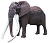 elephant-ahmed.jpg