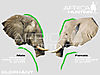elephant-male-female.jpg