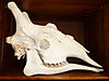 giraffe-skull-01.JPG