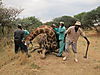 hunting-giraffe-111.JPG