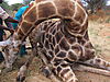 hunting-giraffe-131.JPG