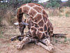 hunting-giraffe-141.JPG