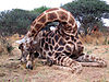 hunting-giraffe-151.JPG