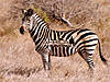 hunting-zebra2.jpg