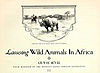 lassoing-animals-africa.jpg