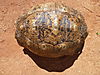 leopard-tortoise-012.JPG