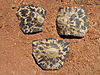 leopard-tortoise.JPG