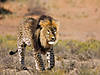 lion-leopard.jpg