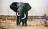 ndlulamithi-elephant.jpeg