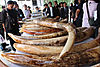 thailand-ivory-trade-2012.jpg