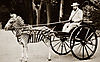 zebra-carriage-4.jpg