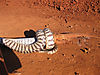 zebra-snake-07.jpg